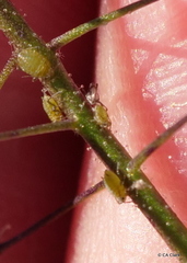 Lipaphis pseudobrassicae