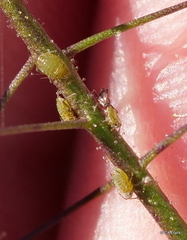 Lipaphis pseudobrassicae