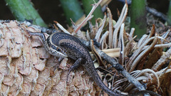 Trachylepis spilogaster