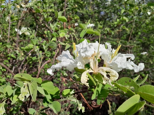 Image of Bauhinia macrantha by no rights reserved