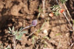 Trifolium albopurpureum