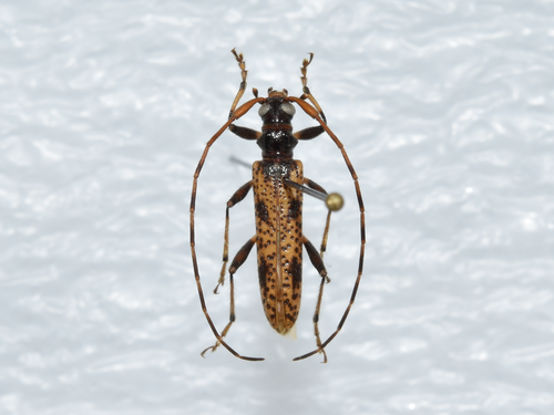 Elytrimitatrix irregularis