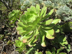 Aeonium urbicum image