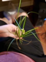 Carex planostachys