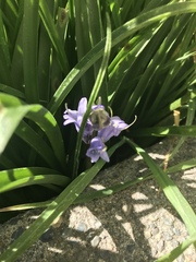 Hyacinthoides hispanica