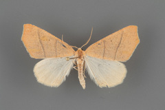 Destutia excelsa
