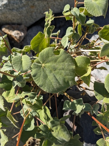 Abutilon palmeri