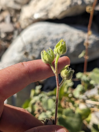 Abutilon palmeri