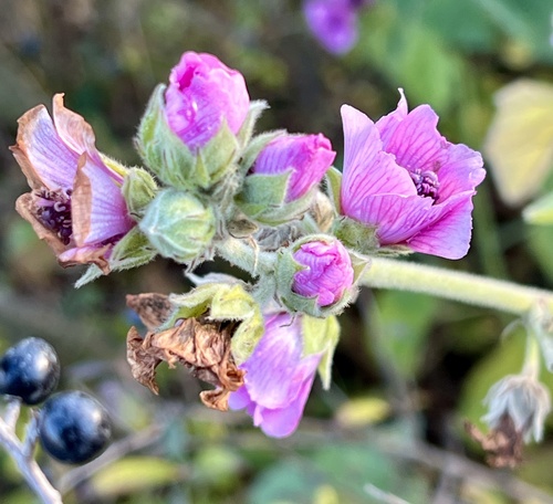 Althaea taurinensis