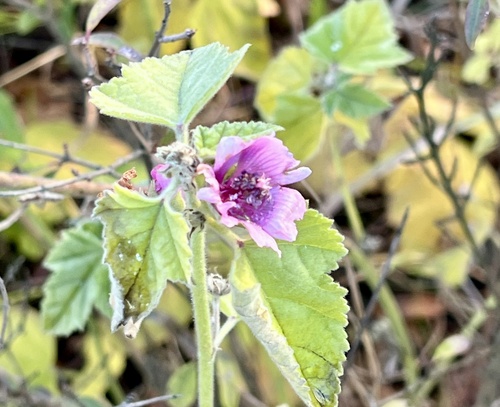 Althaea taurinensis, photograph 2