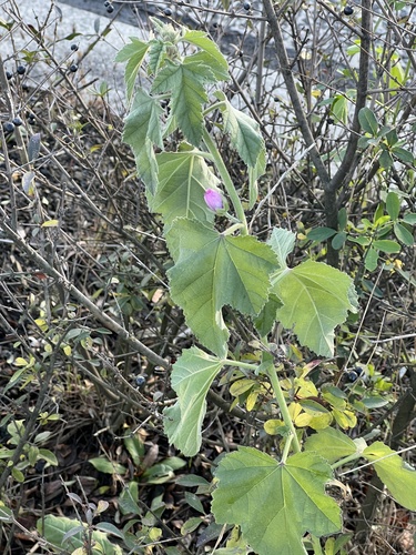 Althaea taurinensis, photograph 3