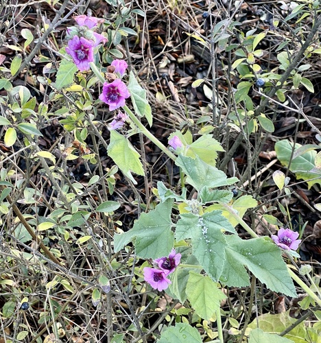 Althaea taurinensis, photograph 1