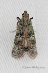 Cacotherapia flexilinealis