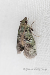 Cacotherapia flexilinealis