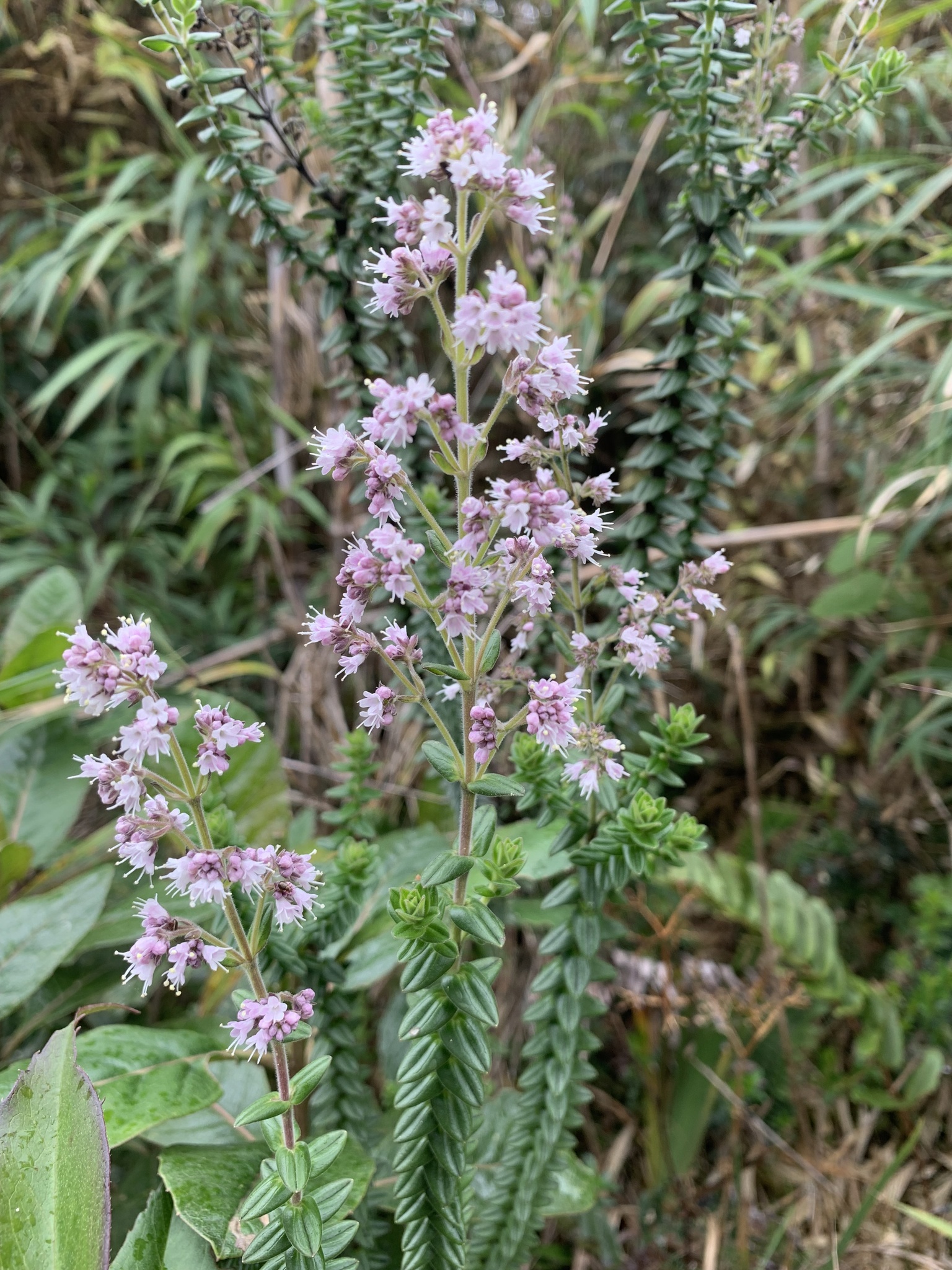 Valeriana microphylla image