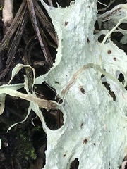 Ramalina sharpii