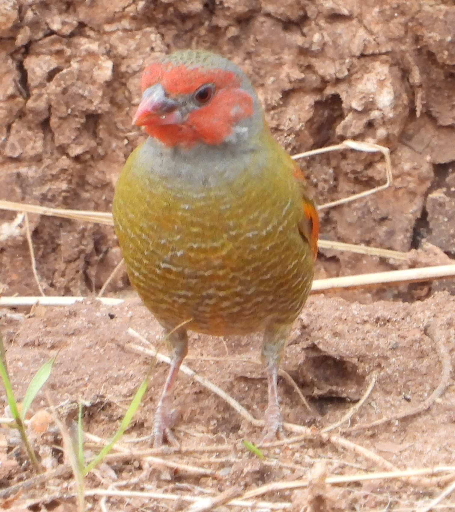Orange-winged Pytilia (Pytilia afra), photo 8