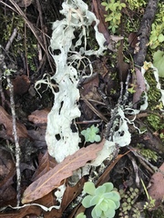 Ramalina sharpii