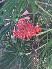 Jatropha multifida image