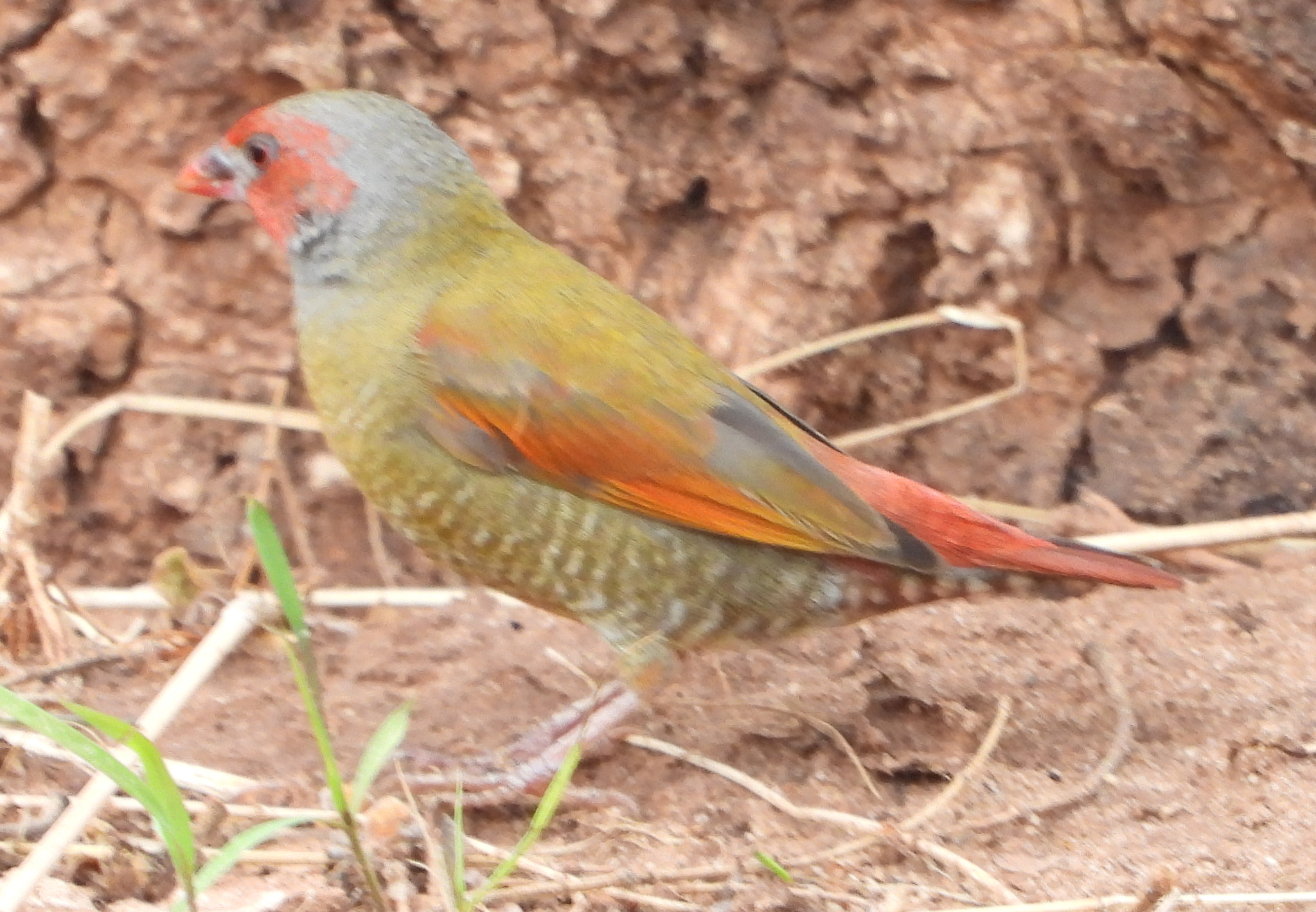 Orange-winged Pytilia (Pytilia afra), photo 9