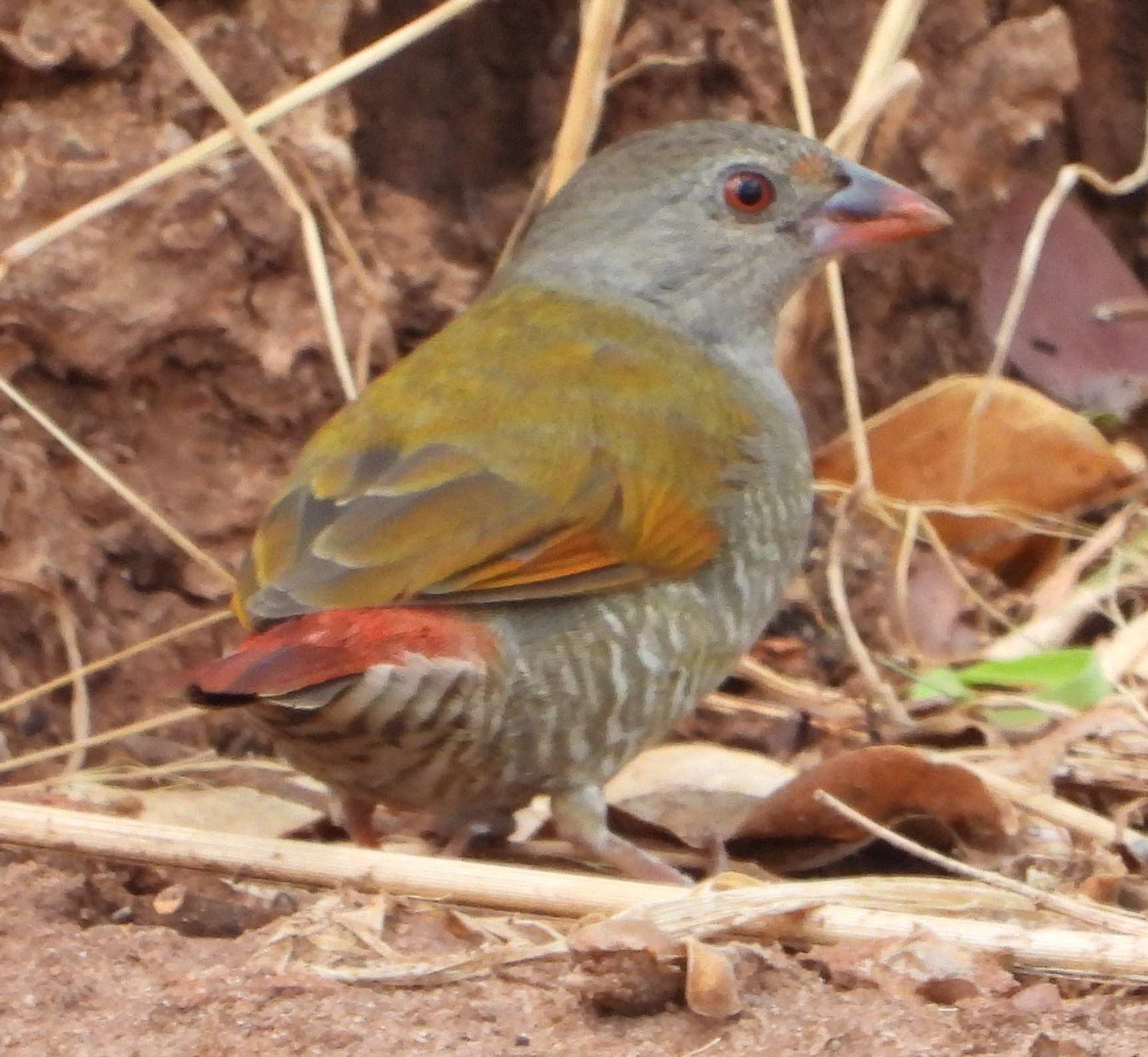 Orange-winged Pytilia (Pytilia afra), photo 4