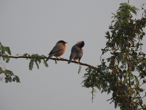 Brahminy Starling (Sturnia pagodarum), photo 7