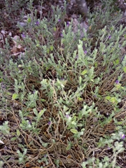 Hebecarpa macradenia