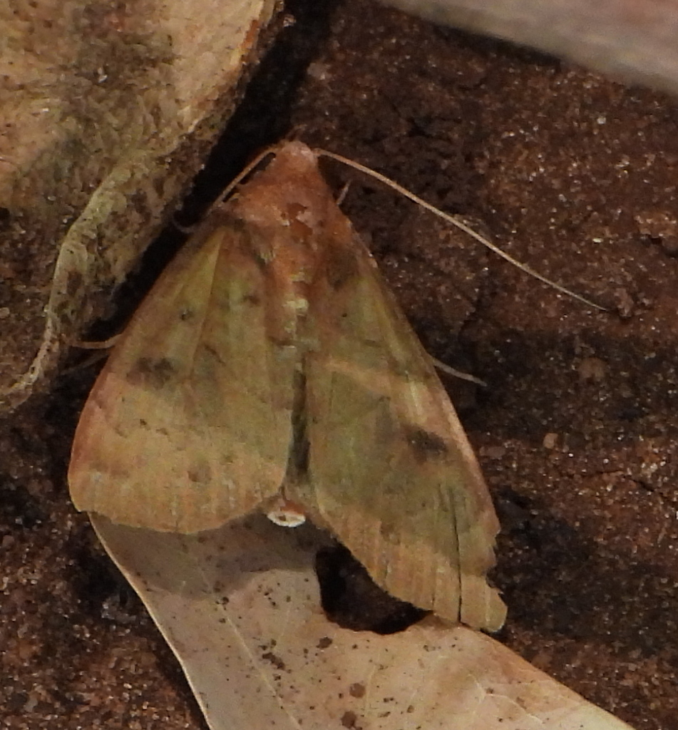 Anomis bidentata