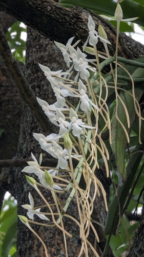 Aerangis verdickii verdickii