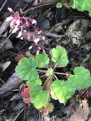 Heuchera rubescens