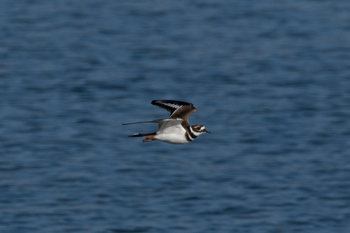 Killdeer photographed in Pennsylvania
