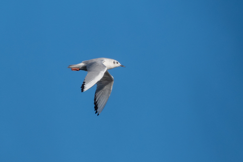 Gaviota de Bonaparte (Chroicocephalus philadelphia)