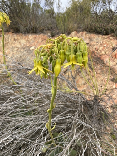 Cotyledon cuneata