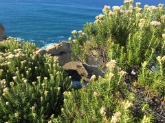 Ozothamnus turbinatus