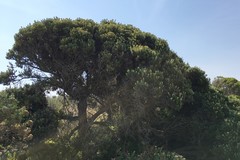 Ozothamnus turbinatus