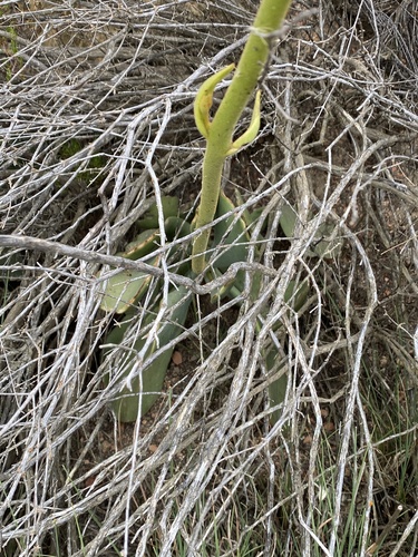 Cotyledon cuneata