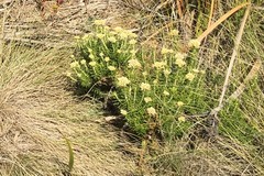Ozothamnus turbinatus