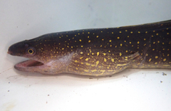 Freshwater Moray photo 4