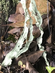 Ramalina sharpii