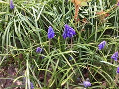 Muscari armeniacum