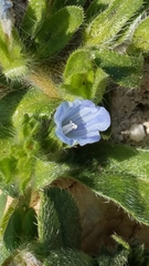 Echium parviflorum