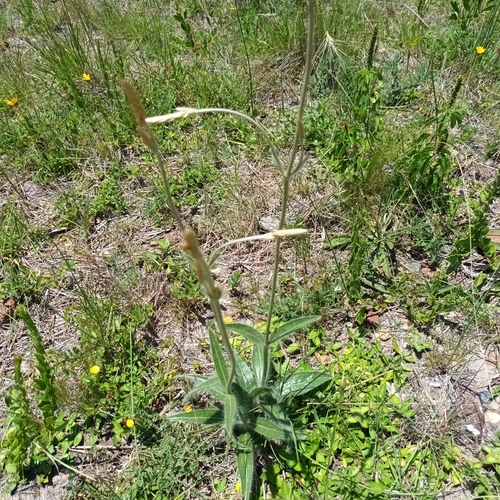 Xeraea graminea (Gomphrena graminea)