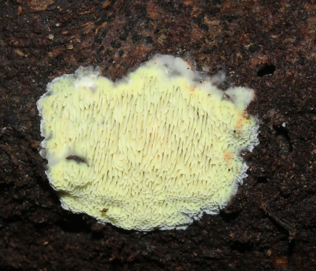 Geesterania carneola