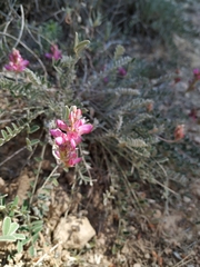 Onobrychis stenorhiza