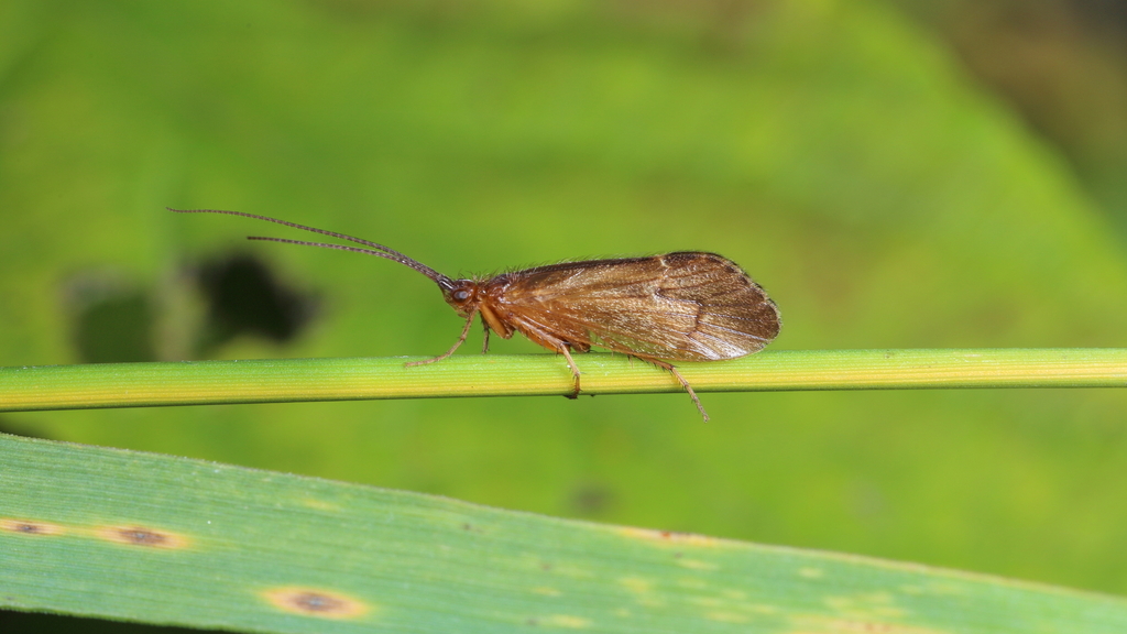 Anabolia brevipennis