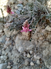 Onobrychis stenorhiza