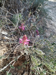 Onobrychis stenorhiza