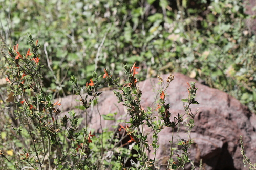 Image of Arizona Water-Willow (Dianthera candicans) by (c) Isaac Krone, some rights reserved (CC BY)