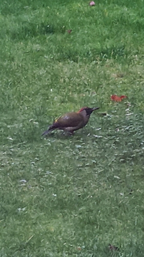 Eurasian Green Woodpecker, Zuid-Holland, NL, photo 7 of 10