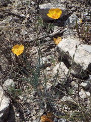 Linum berlandieri